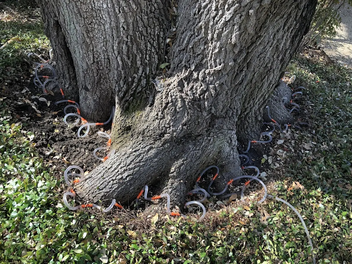 Detailed Tree Cabling and Bracing job site in Guernsey