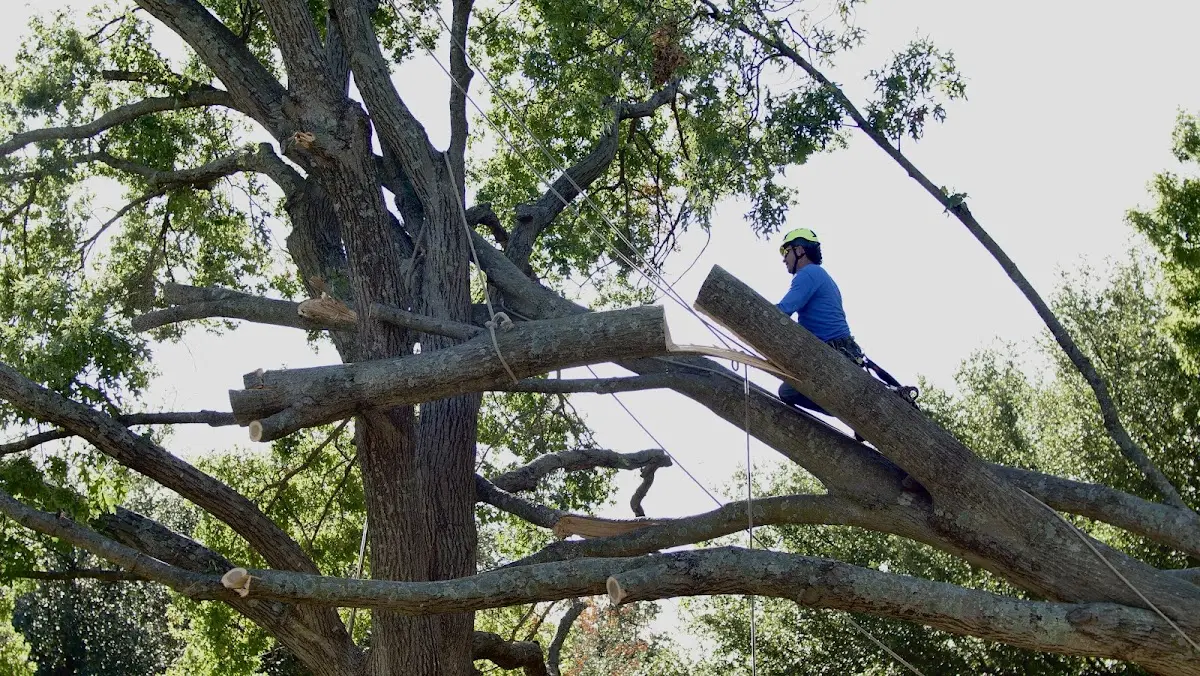 Professional Hazardous Tree Removal performed by certified arborists in Guernsey